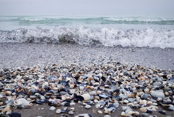 Im Vordergrund liegen viele kleine Muscheln in verschiedenen Farben (von anthrazit, weiß, orangebraun bis blau) auf dem Sand. Eine auslaufende Welle kräuselt sich und überschwemmt einen Teil der Muscheln. Im Hintergrund wellt sich die Meeresoberfläche und bildet kleine Schaumkronen, türkis-blau schimmernd. Der Himmel ist hellblau-grau.