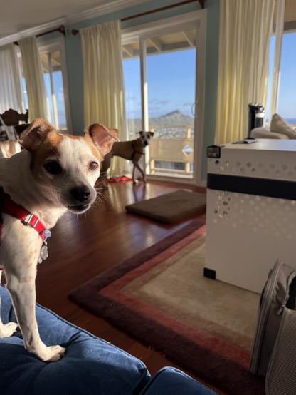 Two brown and white dogs looking at the camera. Large dog in front of floor to ceiling window. Small dog on the couch.