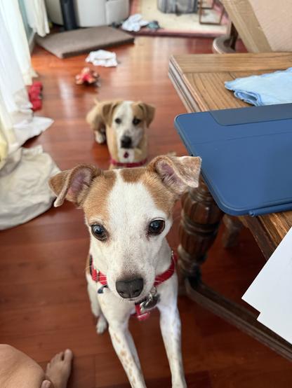 Two brown and white dogs looking at the person behind the camera. Small
Dog with paws on a chair and big dog on the floor.
