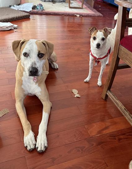 Two brown and white dogs looking at the camera.