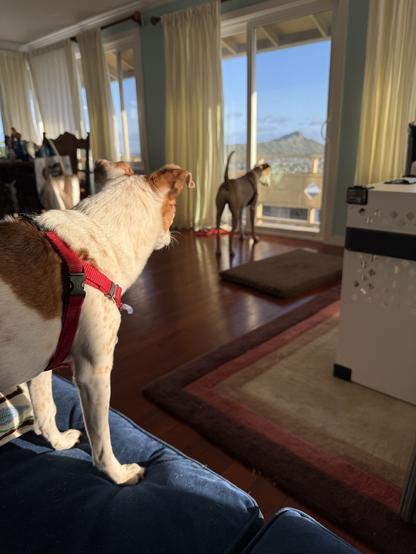 Two brown and white dogs looking out a floor to ceiling window
