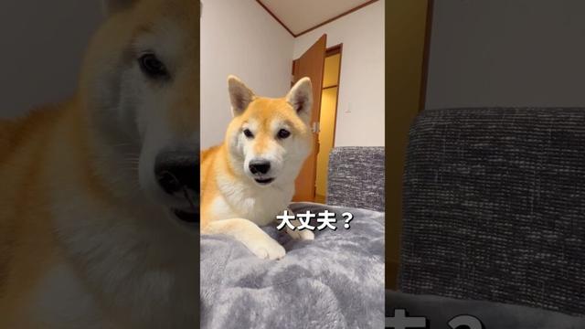 様子を見にくるポン🐶#柴犬 #shibainu #shorts