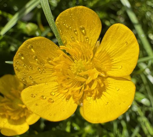 Kleines gelbes Wiesenblümchen 
ganz groß. 
Garten 7.5.25