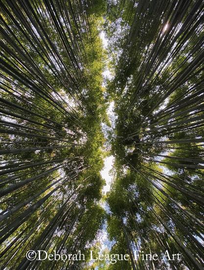 Experience the breathtaking beauty of the iconic Bamboo Forest in Kyoto, Japan. This stunning upward view captures the towering, slender bamboo stalks of the famous Arashiyama Bamboo Grove, creating a natural tunnel of green leaves against the bright sky. A must-visit destination for nature lovers, photographers, and travelers exploring the serene, mystical landscapes of Japan. Discover why this tranquil bamboo path remains one of the most photographed natural wonders in Kyoto.

Tall bamboo stalks stretch skyward, their lush green leaves forming a vibrant canopy. Sunlight filters through, creating dappled patterns on the ground.