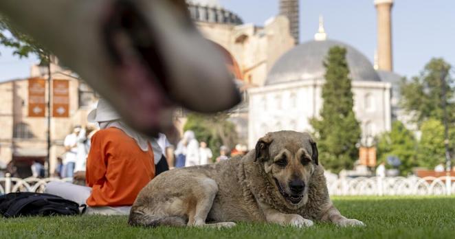 Turkey's top court upholds controversial law on culling of stray dogs