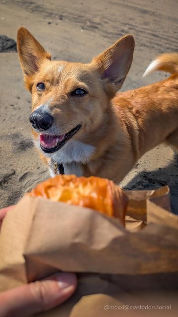 Moxxi the corgi is eyeing a puff pastry in a paper bag, held by a human hand. She's standing on the sand and smiling at the camera.