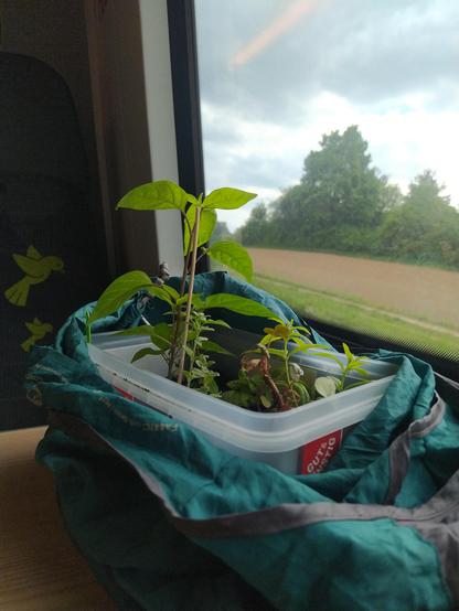 Verschiedene kleine Pflänzchen in einer Eispackung in einem offenen grünen Beutel auf einem Tisch im Zug vor einem Zugfenster, aus dem etwas Feld, Bäume und Himmel zu sehen sind.