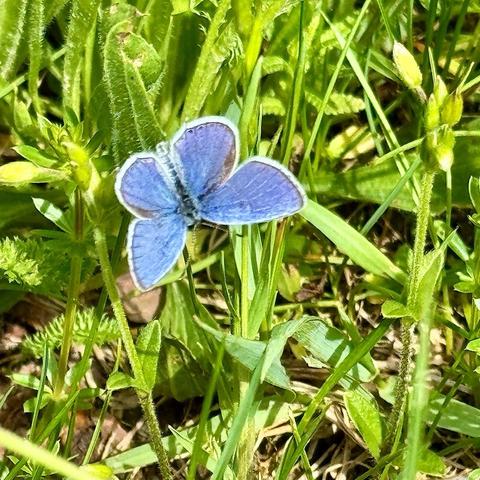 Ein kleiner blauer Schmetterling ruht sich auf grünem Gras und Laub aus.