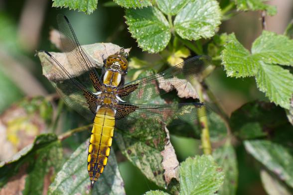 A Libellula depressa Dragon fly on a leaf