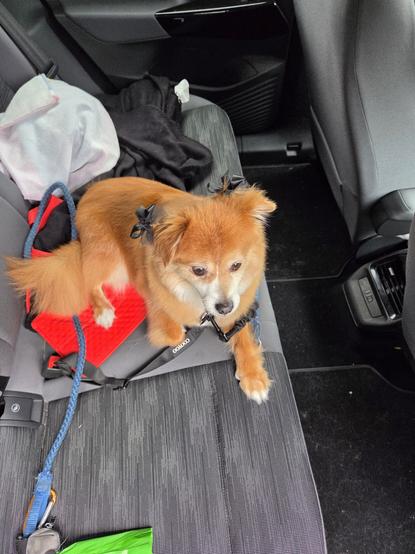 A picture of my dog Roxi Waffles in the backseat of my car. She just got a fresh haircut and, as expected, simply doesn't care.
She has a black bow behind each ear and looks ravishing.  She is red carpet ready, but may pee on said carpet if it's outdoors.

Please  - no photos.

*all other pics are the same