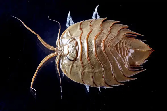 photo of a flat, segmented marine crustacean that resembles a trilobite