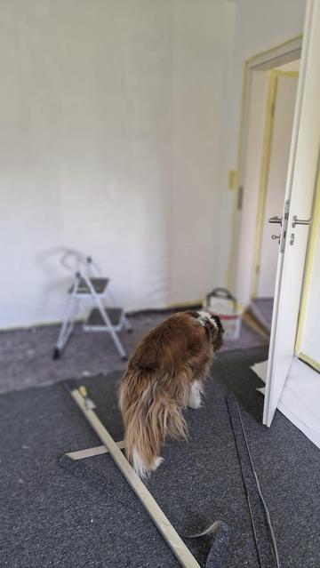 Hund  verlässt Zimmer das gerade frisch gestrichen wird.