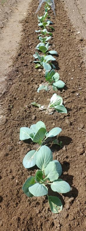 A row of 12 cabbage plants in the ground stretching away from the camera.  Plants are growing, but a little ragged from being blown around by the wind recently. Soil around plants is freshly cultivated.