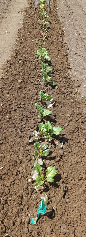 A garden row about 12 feet long (3.5 meters) of beet plants stretching away from the camera.  Soil around plants is freshly cultivated.