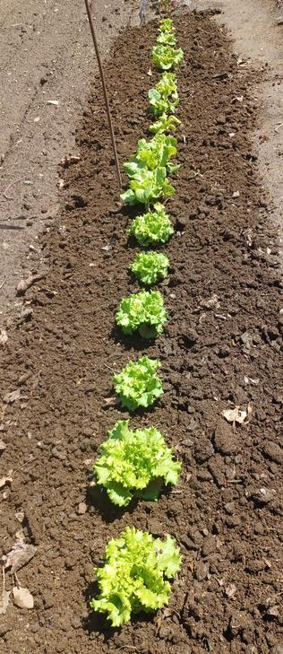A row of 12 lettuce plants in the ground stretching away from the camera.  Plants are growing, but a little ragged from being blown around by the wind recently. Soil around plants is freshly cultivated.