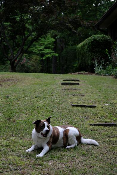 A long portrait format view of a white and brown dog lying on the ground in his yard. Green grass, stepping stones, trees with green leaves, and shingles of a house behind him