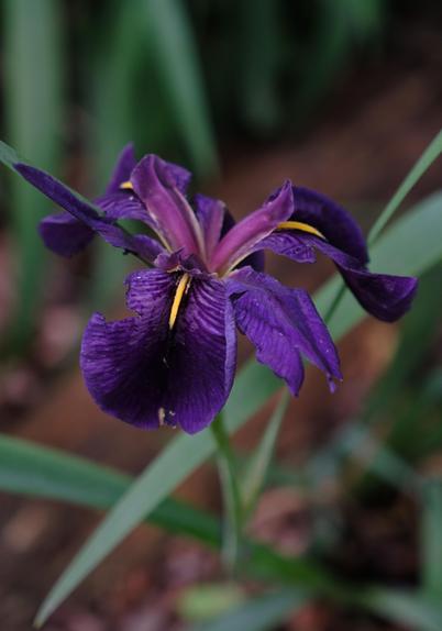 A Louisiana Black Iris (?) with dark purple petals