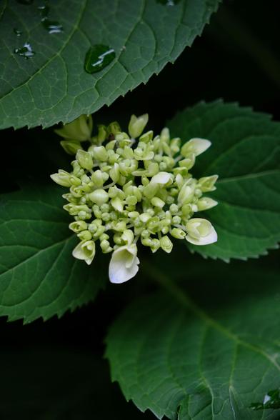 A young hydrangea blossom, mostly buds but light lavender color petals are opening around the edge. Green leaves around with rain drops at the top