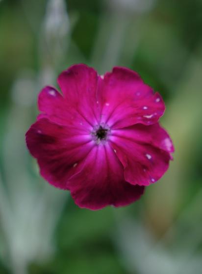A close up of a red rose campion with rain drops on the petals