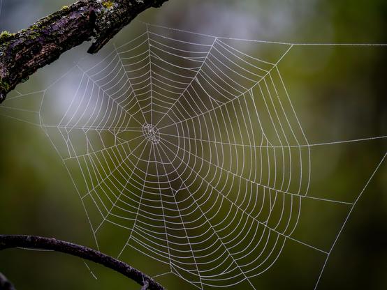 A classical spider web with little water drops on its strings