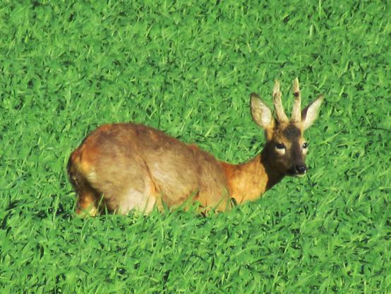 Ein Rehbock von der Seite. Er steht in einer Wiese und hebt gerade den Kopf.