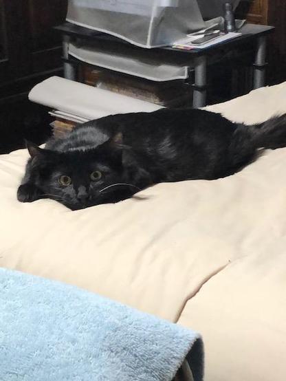 A black long-haired cat with yellow-green eyes and one white whisker lies on a bed, flattened down and with a wild look in his eyes.