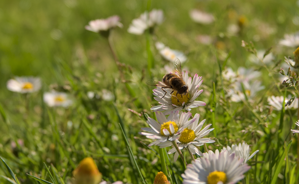 Un syrphe (une sorte de mouche avec des couleurs faisant penser à une abeille) sur une paquerette