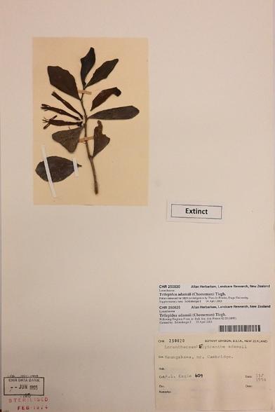 A photo of the 1954 specimen of NZ's now extinct mistletoe Trilepidea adamsii.

My full-res photo of this is on Flickr at https://www.flickr.com/photos/mollivan_jon/54504935706/