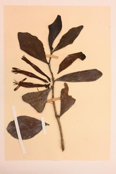 A close up photo of the plant on the herbarium sheet. It is the last collect of NZ's now extinct mistletoe Trilepidea adamsii.

My full-res photo of this is on Flickr at https://www.flickr.com/photos/mollivan_jon/54505209903/