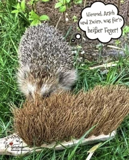 Ein Igel im Gras findet einen borstigen Handfeger
Weiße Gedankenblase:
Himmel. Arsch und Zwirn,
was für'n heißer Feger!
