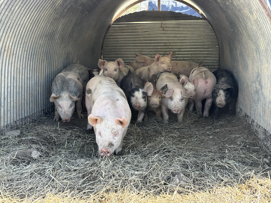 Piglets in a hut