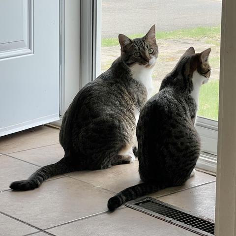 Tabby siblings sitting by a glassed-in screen door to watch neighbourhood comings-and-goings; the larger, male cat is looking back over his shoulder at the camera