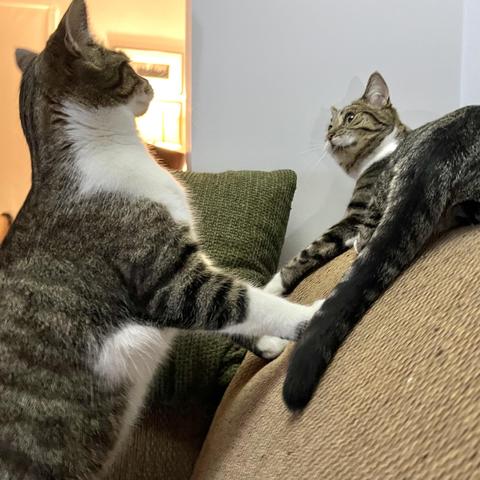 Tabby siblings happily playing on the back of the couch, facing each other — her in a defensive, seated position, him standing on his hind legs, as tall as he can get. He’s about to get a face full of beans. ☺️
