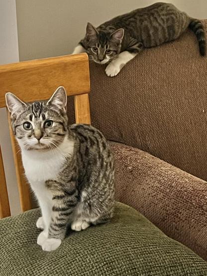 The kittens’ first day at home, late last October