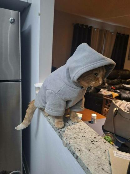 Cute kitty wearing a little hoodie