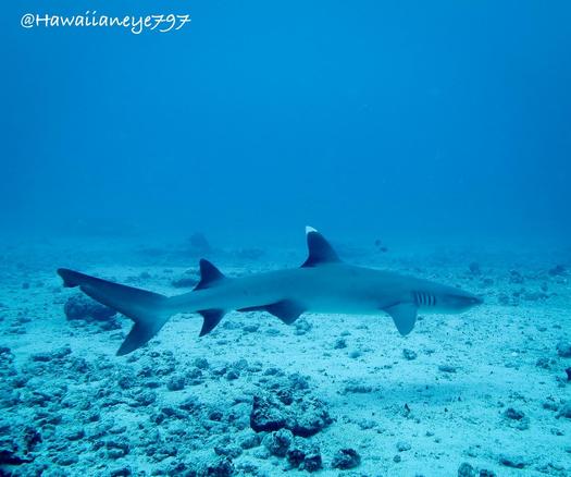 A slender shark with a white tipped dorsal fin swimming over a sandy ocean bottom.