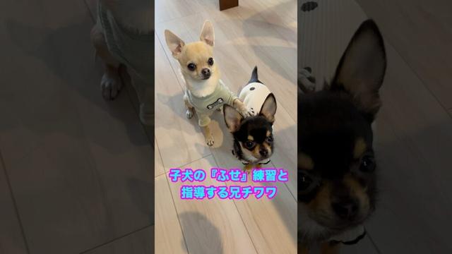 パピーチワワのルカに『ふせ』の指導をする兄チワワのノア【多頭飼いスムチーず】 #チワワ #かわいい犬 #子犬
