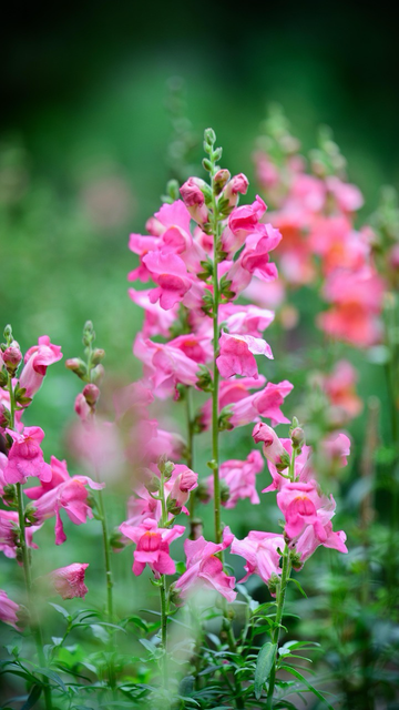 Pink snapdragons