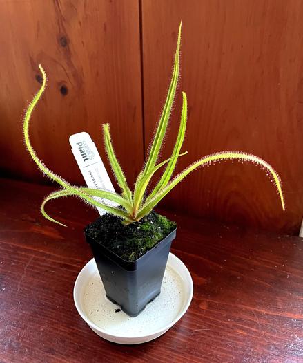 A potted carnivorous King Sundew plant with long, slender, green leaves displaying tiny, hair-like glands. The pot is black and sits on a white dish, with a plant label visible. The background features wooden panels.