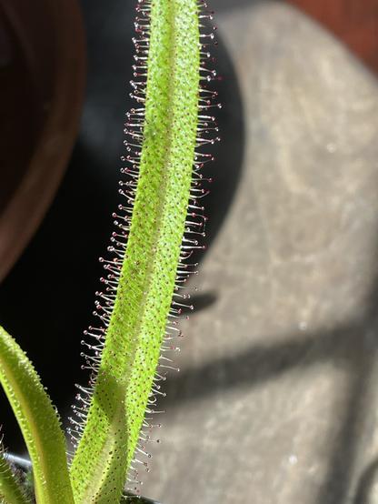 A close-up of a green King Sundew leaf with fine, red-tipped hair-like structures along its edge. The background is softly blurred, emphasizing the texture and details of the leaf.