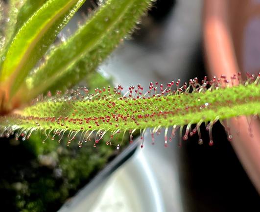A close-up image of a green, slender King Sundew leaf featuring numerous red-tipped glandular hairs. The background is blurred, highlighting the plant's intricate details.