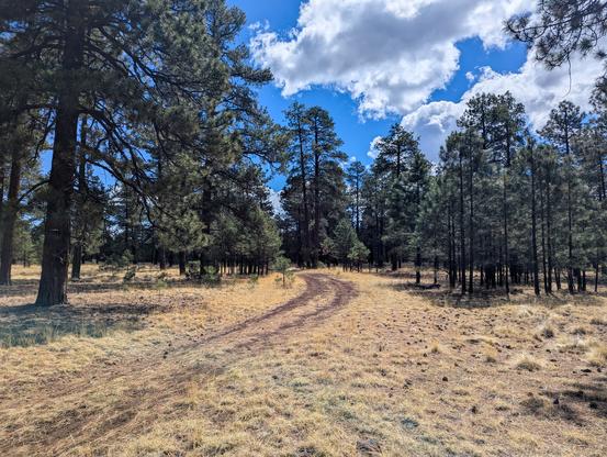 Tall ponderosa pines, tan grass, and a winding two-track road against a blue sky with patchy cumulus clouds