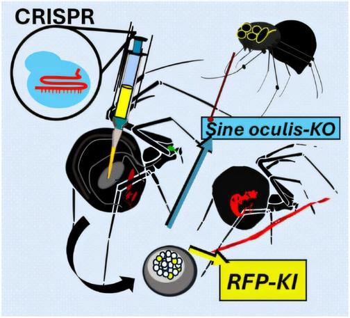 The first genetic editing in spiders with CRISPR‐Cas yields colorful silk