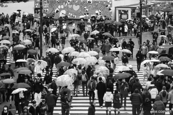 In this monochrome capture of Tokyo’s iconic Shibuya Crossing, hundreds of pedestrians converge in a dance of umbrellas, movement, and rain. The black-and-white palette strips away the neon chaos, revealing the human rhythm beneath the city’s surface.

Shot on a rainy day, this image transforms urban rush into visual poetry—organized chaos under countless umbrellas, each step echoing Tokyo’s endless motion. A compelling piece for minimalist or contemporary spaces, this artwork invites reflection on the beauty of crowds and moments of stillness in motion.

Ideal for collectors of street photography, modern urban art, or Japanese cityscapes with emotional resonance.