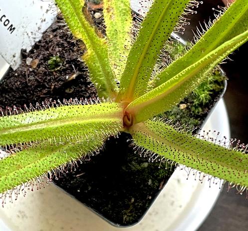 A close-up view of a green carnivorous King Sundew plant with elongated leaves featuring reddish, hair-like structures. The plant is potted in soil, and there is a tag visible in the background.