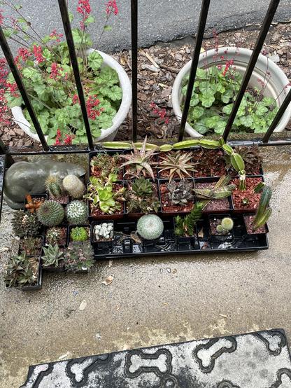It’s a lot of plants. About half-and-half cactus and other succulents. It’s more plants than I ought to have. It’s certainly more plants than ought to make up only part of my plants.