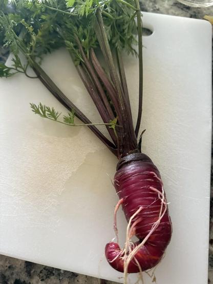 My very first carrot