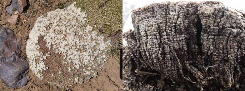photos of a small inconspicuous plant growing as a dense, layered pillow in dry soil