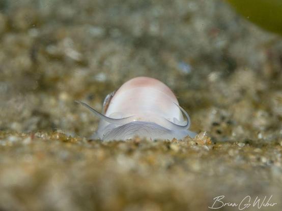 A small moon snail moves across the sandy bottom looking for small bivalves to munch on.