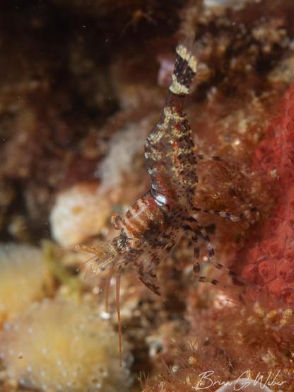 A zebra lebbid shrimp perched among some tunicates. These tiny shrimp are normally super difficult to photograph due to their excellent camouflage.
